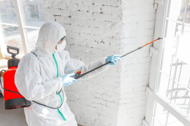 Best Attic Mold Removal  in Whitehorn Cove, OK