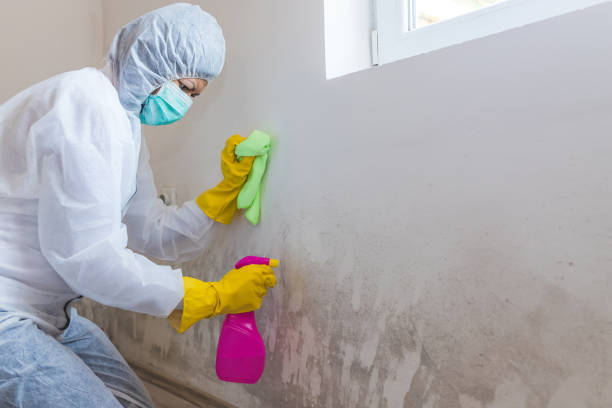 Best Mold Damage Restoration  in Whitehorn Cove, OK