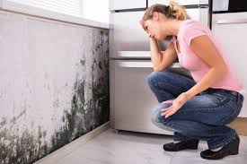 Best Environmental Consulting for Mold Prevention  in Whitehorn Cove, OK